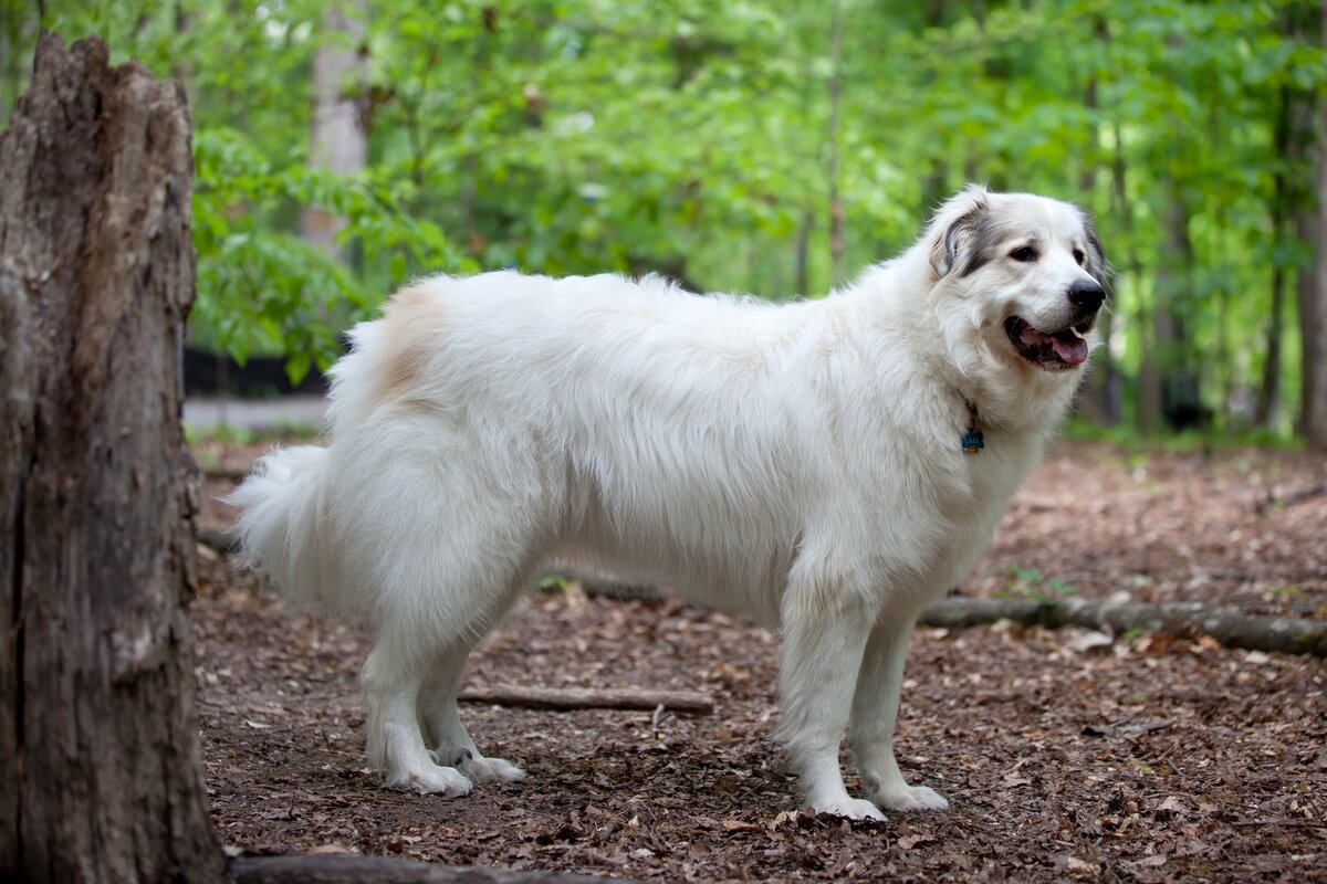 Chien de montagne des pyrénées